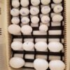 buy hyacinth macaw eggs online, hyacinth macaw eggs for sale, parrot eggs for hatching , order parrot, macaw parrots for sale california