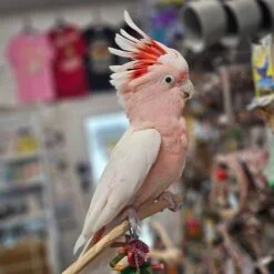 Major Mitchell Cockatoo parrot