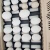 Buy Blue and Gold macaw eggs online