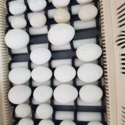 PARROT EGGS