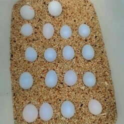 AMAZON PARR0T EGGS
