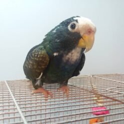 PIONUS PARROTS