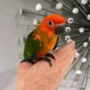RED FACTOR CANARY FOR SALE