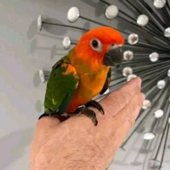 RED FACTOR CANARY FOR SALE