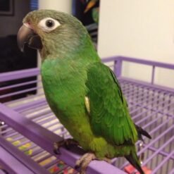 DUSKY PIONUS