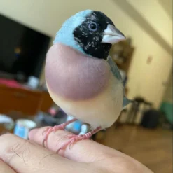 gouldian finch for sale, finches near me