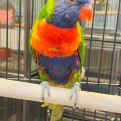 LORIKEET