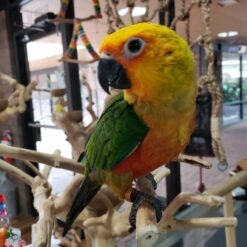 JENDAY CONURES