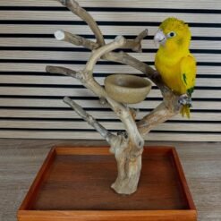 GOLDEN CONURE