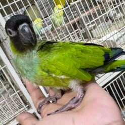 NANDAY CONURE