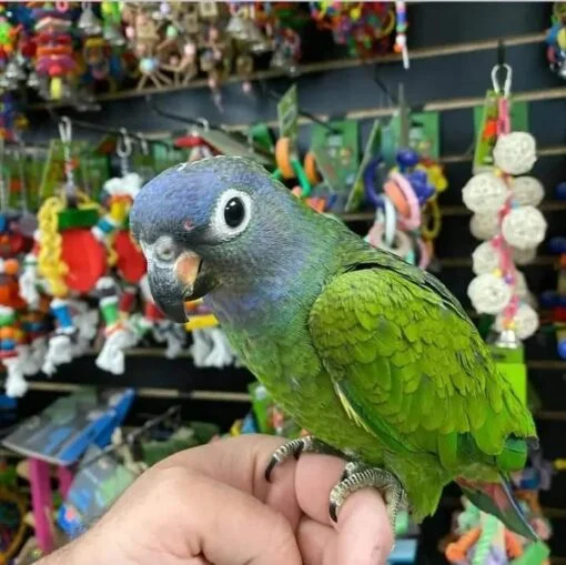 blue headed pionus for sale