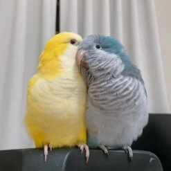 Quaker Parrot