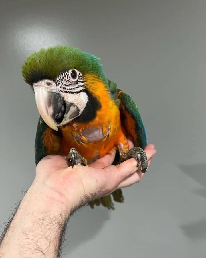 Baby Blue and Gold Macaw For Sale