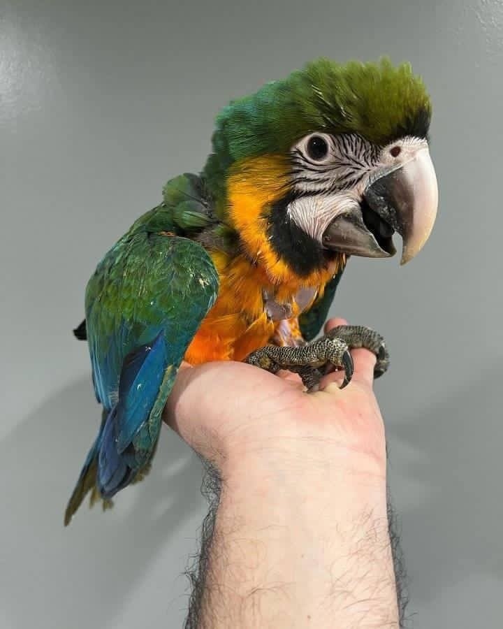 Baby Blue and Gold Macaw For Sale