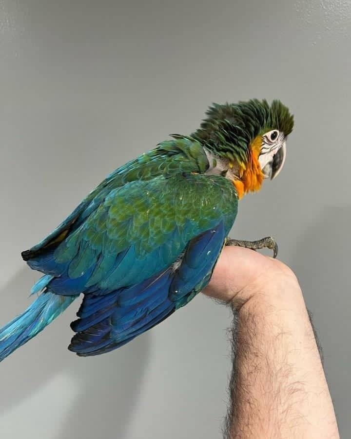 Baby Blue and Gold Macaw For Sale