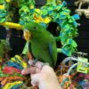 baby Eclectus parrots