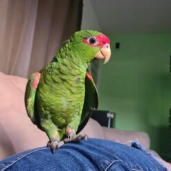 Gracie – Red spectacled amazon