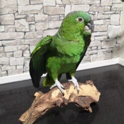 AMAZON PARROTS