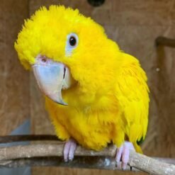 PARAKEET PARROTS