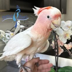 COCKATOO PARROTS