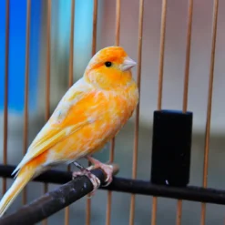 CANARIES