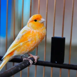 CANARIES