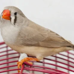 FINCHES