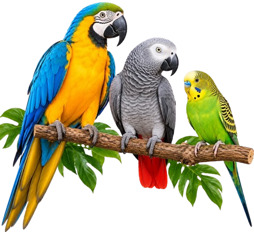 parrots for sale USA