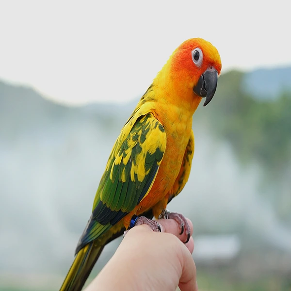 Parrots for sale USA